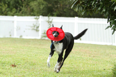 SmallDog_007.jpg