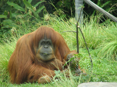 SDZoo05.jpg