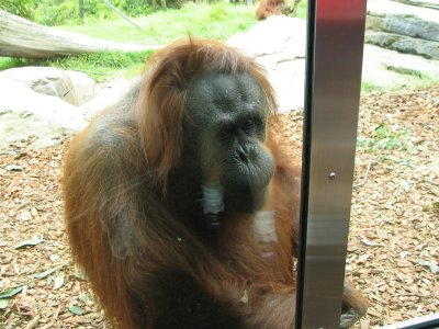 SDZoo06.jpg