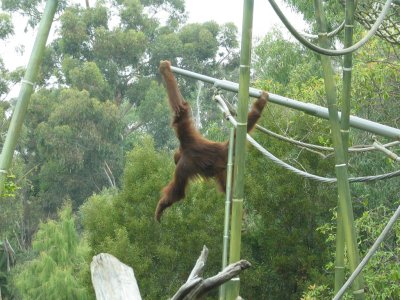 SDZoo07.jpg