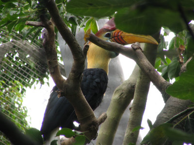 SDZoo09.jpg