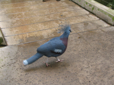SDZoo10.jpg