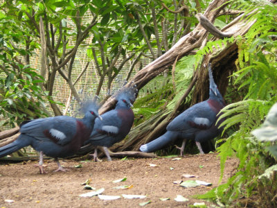 SDZoo13.jpg