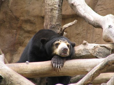 SDZoo17.jpg