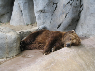 SDZoo18.jpg