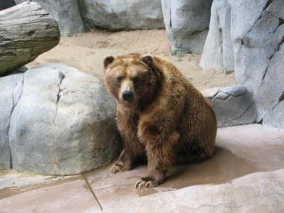 SDZoo19.jpg