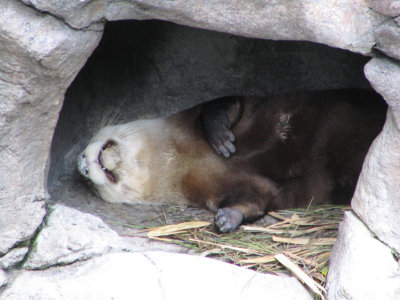 SDZoo22.jpg