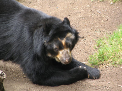 SDZoo23.jpg