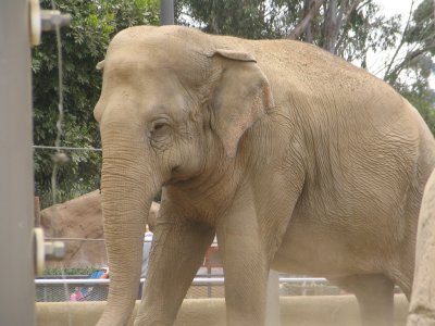 SDZoo24.jpg