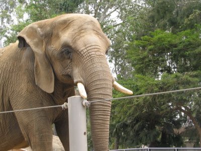 SDZoo25.jpg
