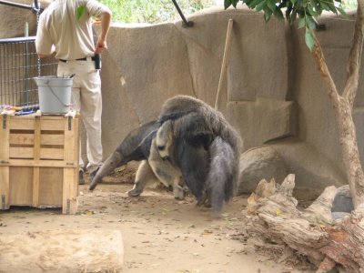 SDZoo26.jpg