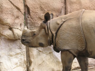 SDZoo27.jpg
