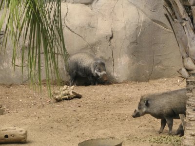 SDZoo30.jpg