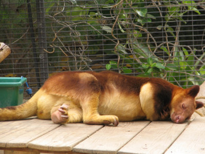 SDZoo31.jpg