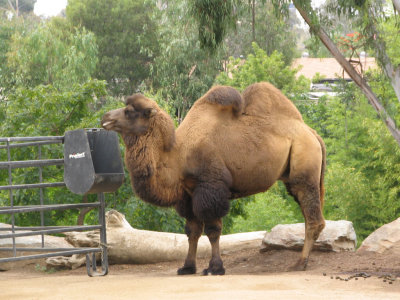 SDZoo32.jpg