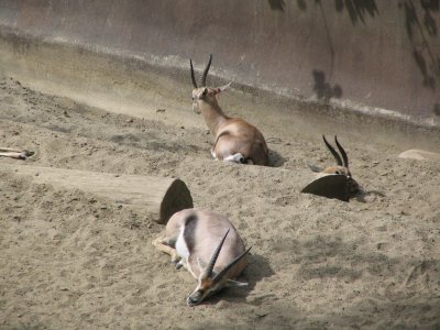 SDZoo33.jpg