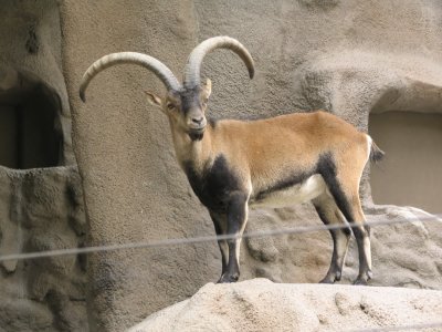 SDZoo35.jpg
