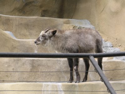 SDZoo36.jpg