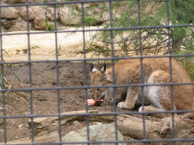 SDZoo37.jpg