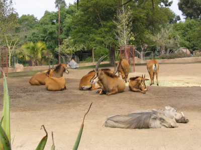 SDZoo39.jpg