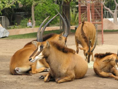 SDZoo40.jpg