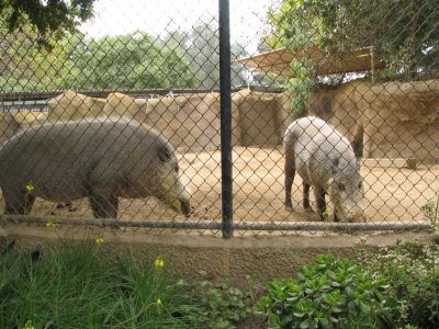 SDZoo41.jpg