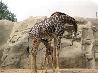 SDZoo42.jpg