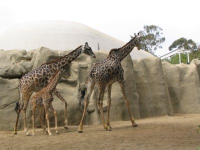 SDZoo44.jpg