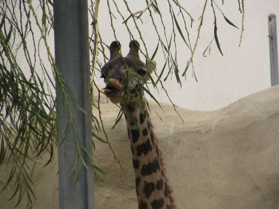 SDZoo45.jpg