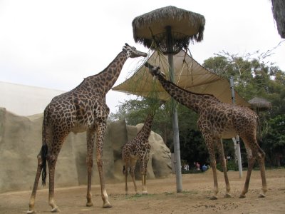 SDZoo46.jpg