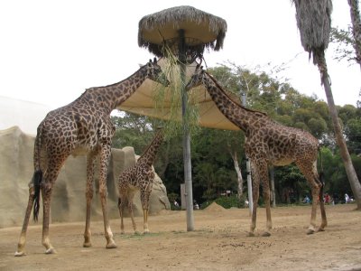 SDZoo47.jpg