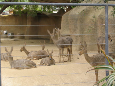 SDZoo48.jpg