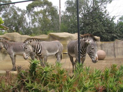 SDZoo49.jpg