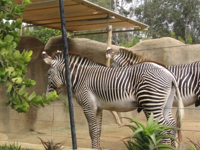 SDZoo51.jpg