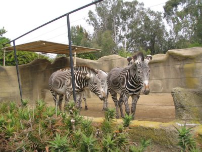 SDZoo52.jpg
