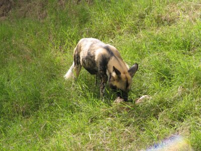 SDZoo53.jpg