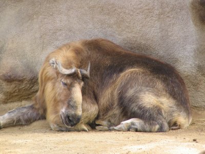 SDZoo54.jpg