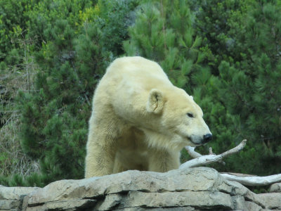 SDZoo55.jpg