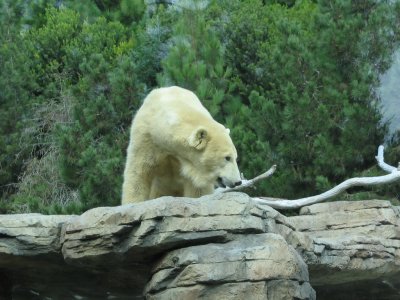 SDZoo56.jpg