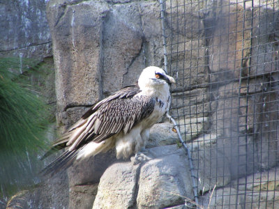 SDZoo59.jpg