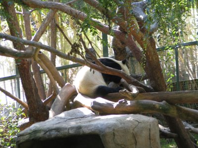 SDZoo60.jpg