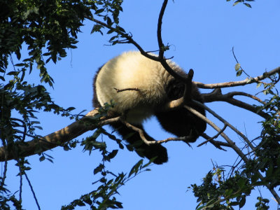 SDZoo62.jpg
