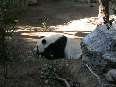 SDZoo63.jpg