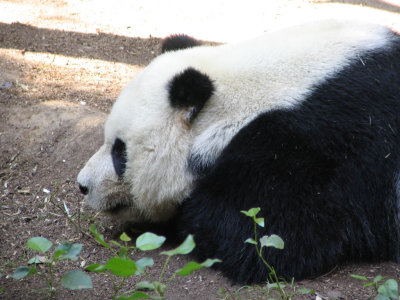 SDZoo64.jpg