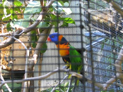 SDZoo65.jpg