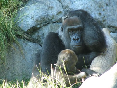 SDZoo66.jpg