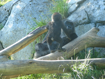 SDZoo67.jpg