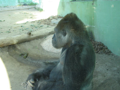 SDZoo68.jpg