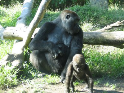 SDZoo70.jpg