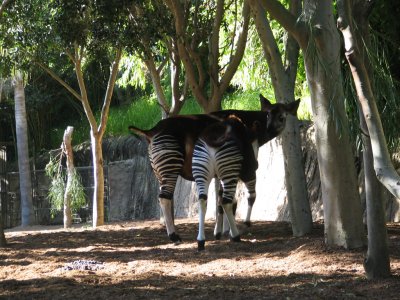 SDZoo72.jpg